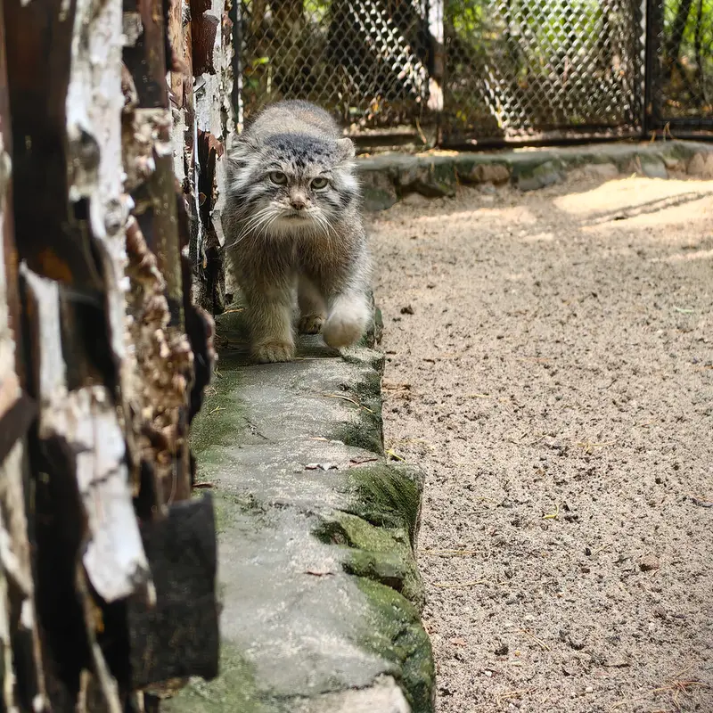 ノヴォシビルスク動物園のラストチカの写真