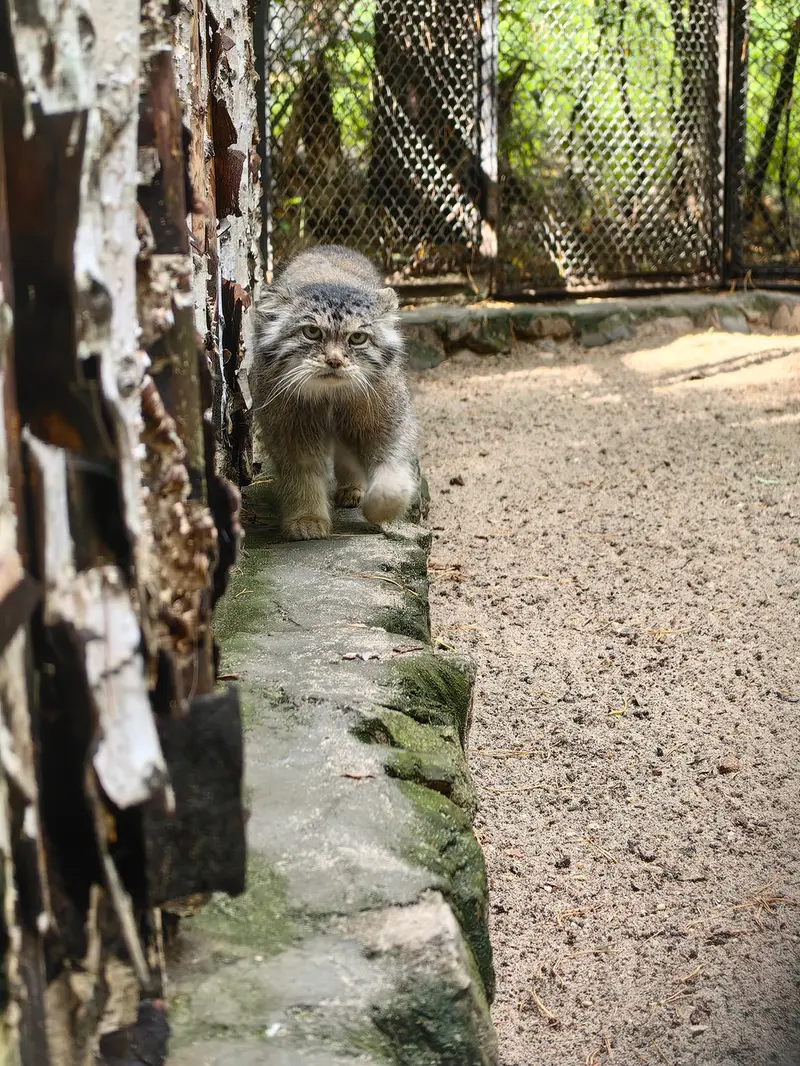 ノヴォシビルスク動物園のラストチカの写真