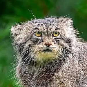 プエブロ動物園のマヌルネコのタイ・チー