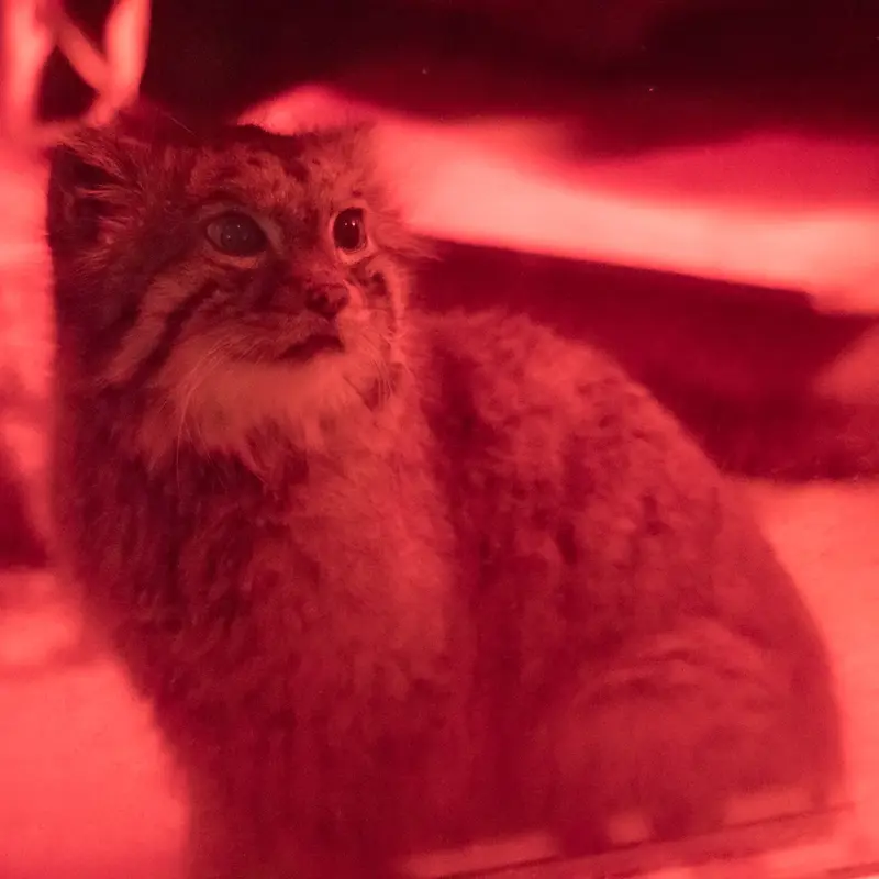 恩賜上野動物園のナイマの写真