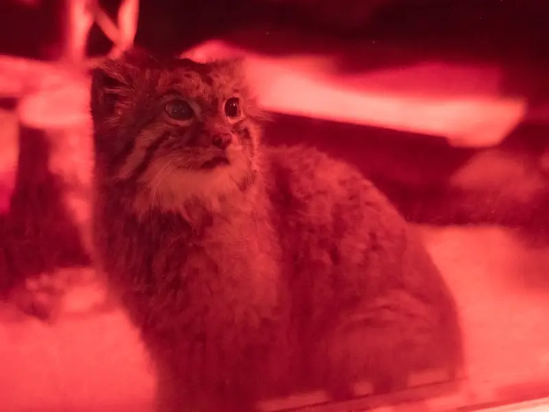 恩賜上野動物園のナイマの写真