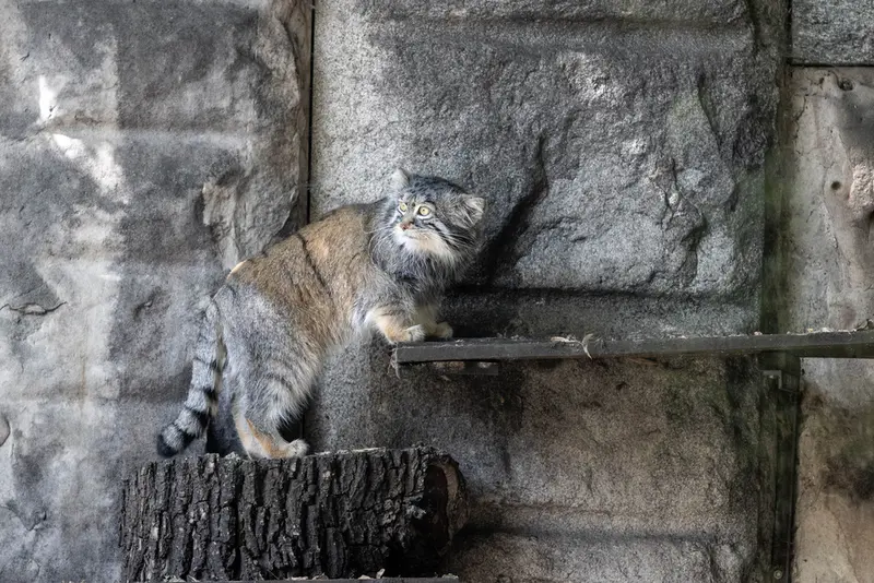 モスクワ動物園のティモフェイの写真