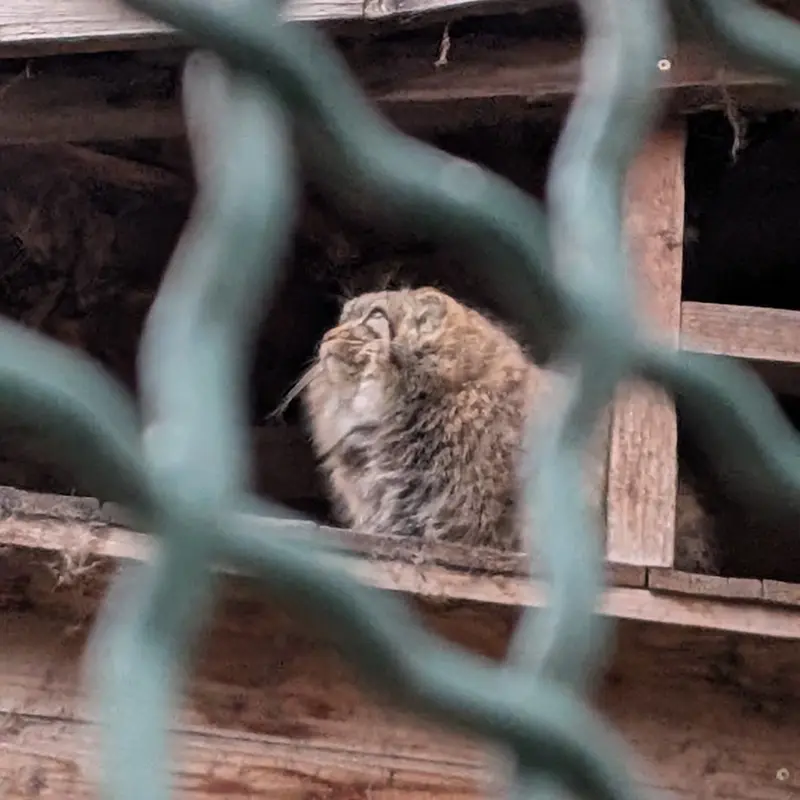 ブダペスト動物園・植物園のルーシーの写真