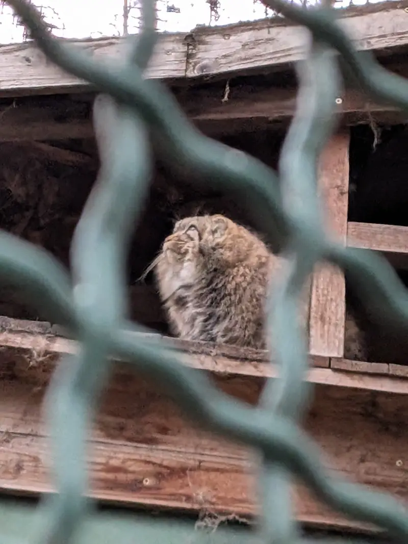 ブダペスト動物園・植物園のルーシーの写真