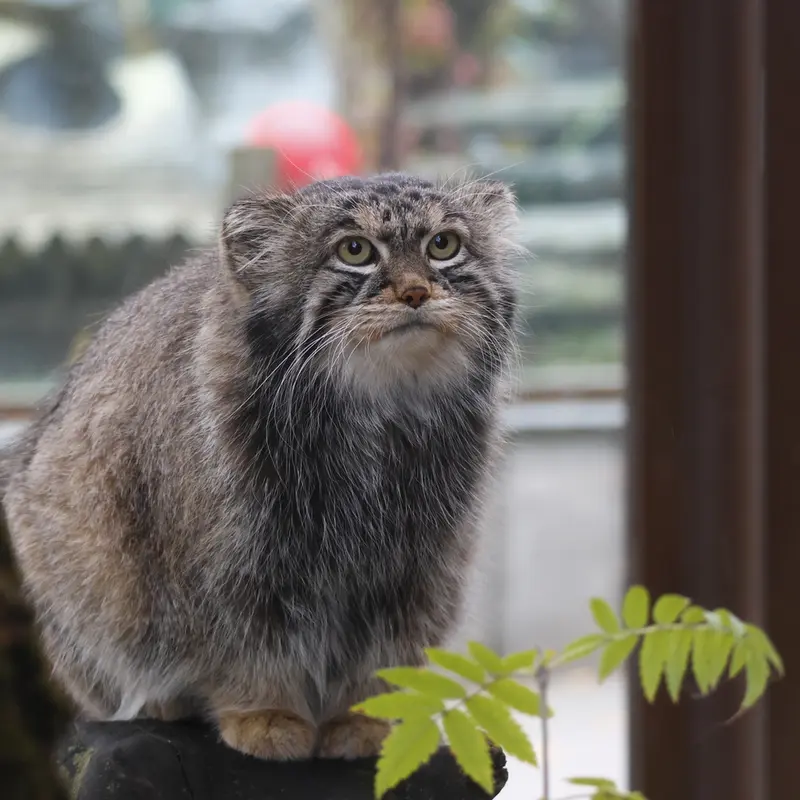 マヌルネコの写真