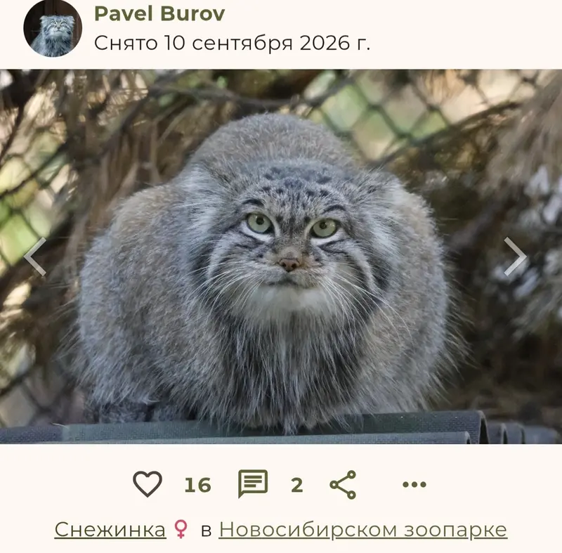 マヌルネコの写真