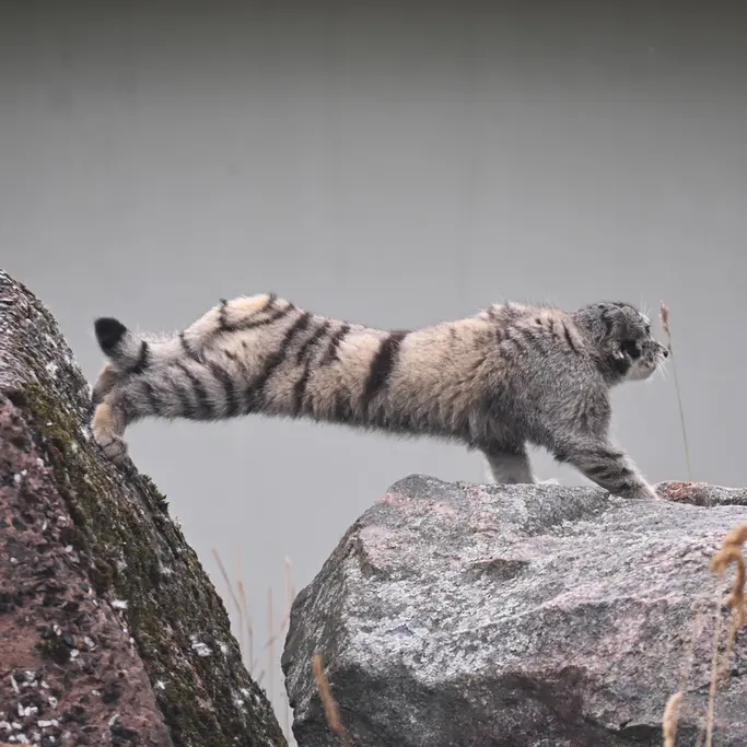 コルケアサーリ動物園のサイミの写真