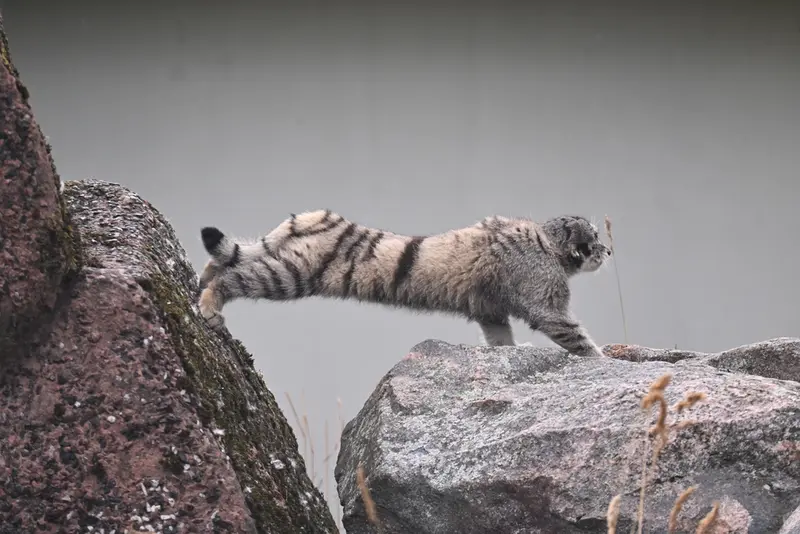 コルケアサーリ動物園のサイミの写真