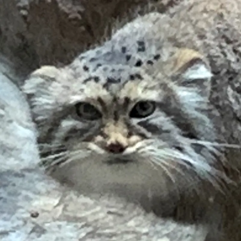 バーミンガム動物園のマヌルネコのミーシャ
