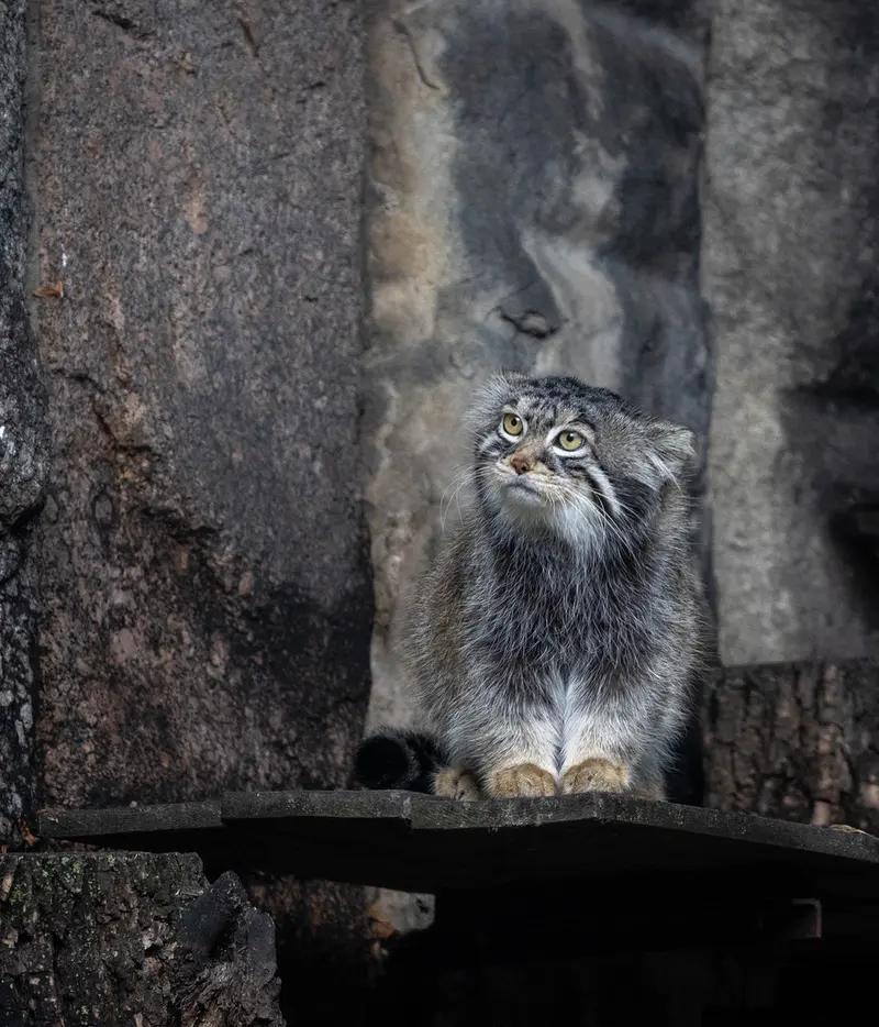 モスクワ動物園のティモフェイの写真