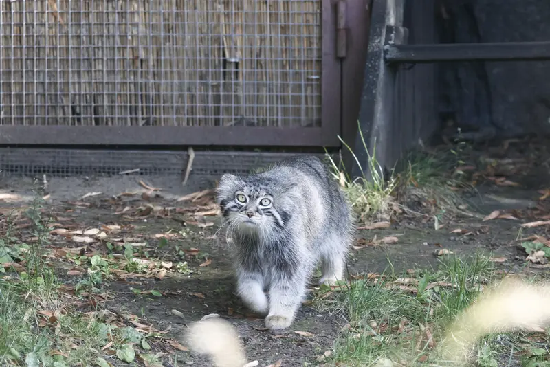 モスクワ動物園のティモフェイの写真