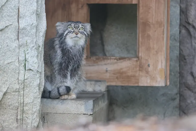 モスクワ動物園のティモフェイの写真