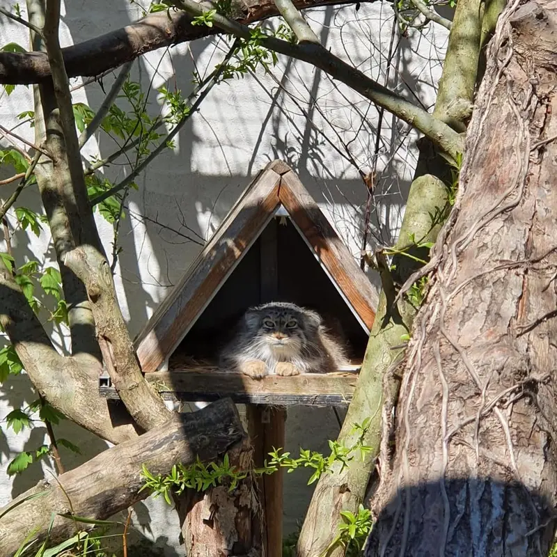 リール動物園のポンポネットの写真