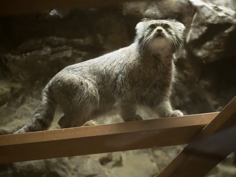 恩賜上野動物園のクリョンの写真