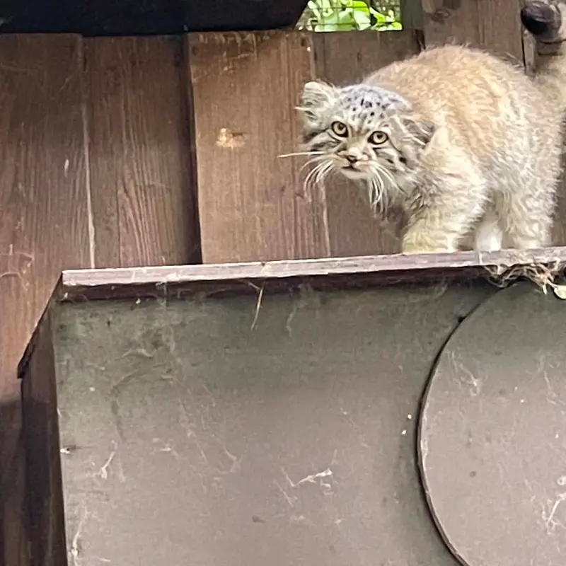 コシツェ動物園のアラニの子（2026年生まれ）Ⅱの写真