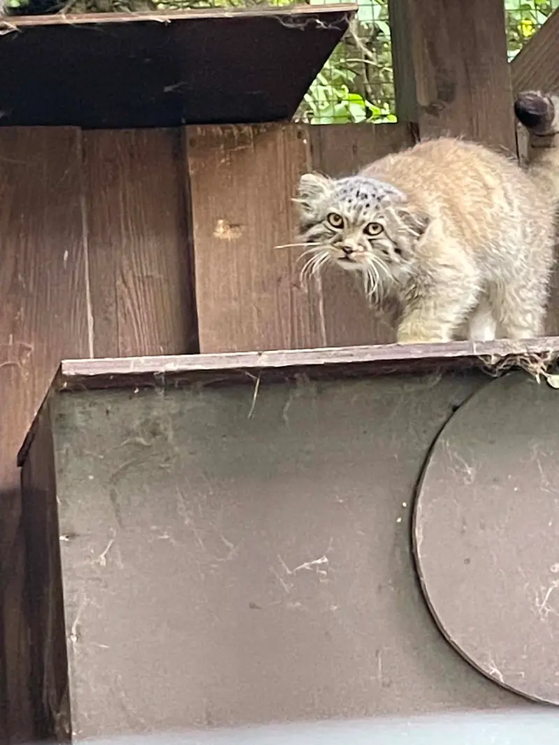 コシツェ動物園のアラニの子（2026年生まれ）Ⅱの写真