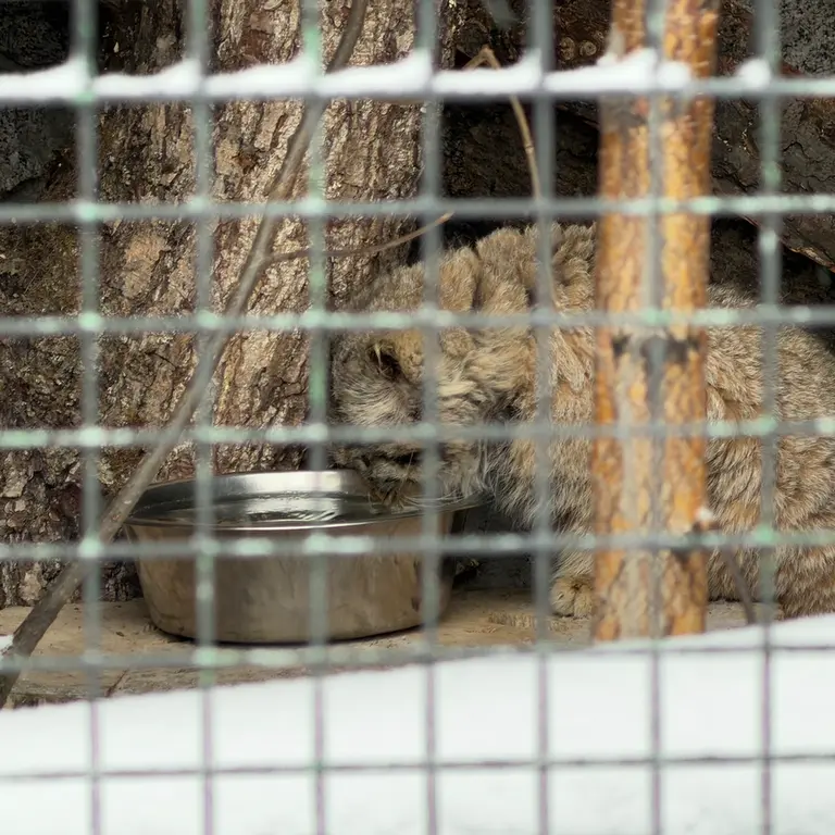 レニングラード動物園のスヴェンの写真