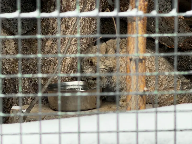 レニングラード動物園のスヴェンの写真