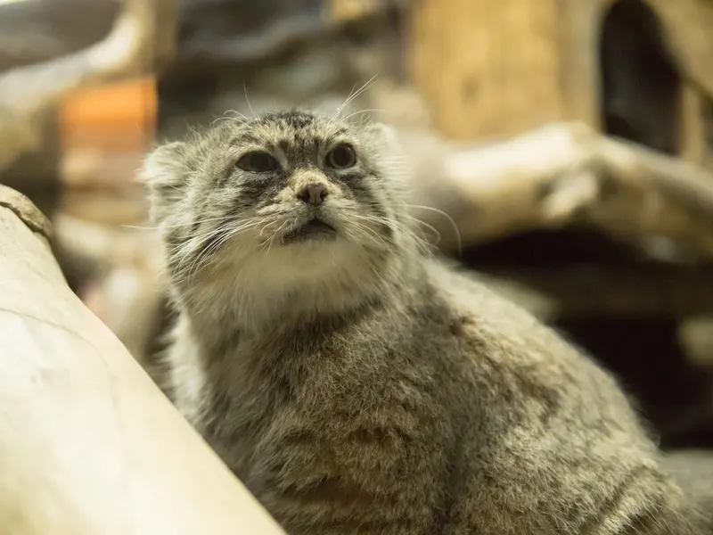 恩賜上野動物園のプリームラの写真
