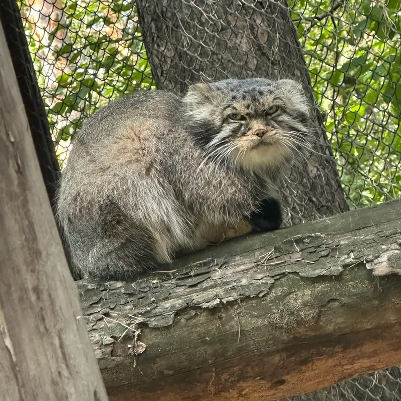 ノヴォシビルスク動物園のジョージの写真