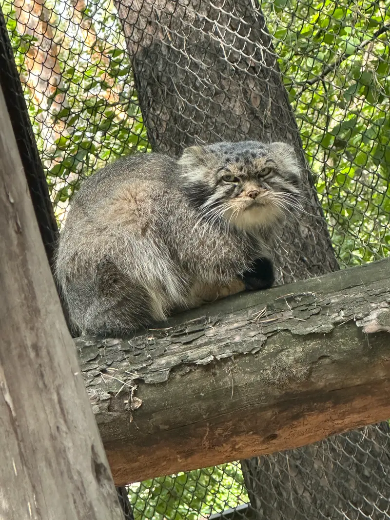 ノヴォシビルスク動物園のジョージの写真