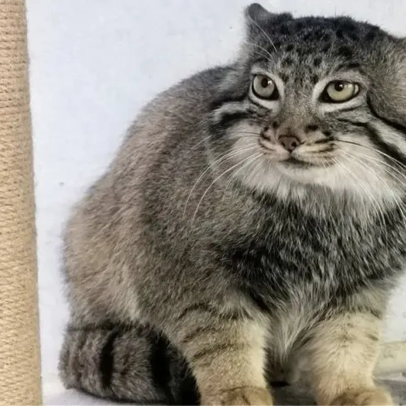 青海チベット高原野生動物園のスン・ダーニャンの写真