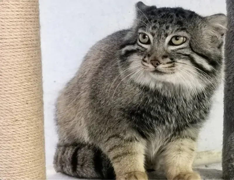 青海チベット高原野生動物園のスン・ダーニャンの写真