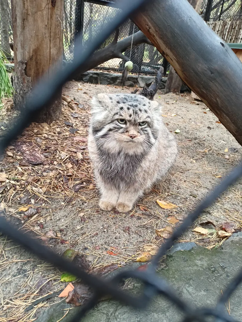ノヴォシビルスク動物園のジョージの写真