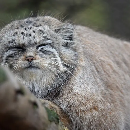 ブルノ動物園のナミカの写真