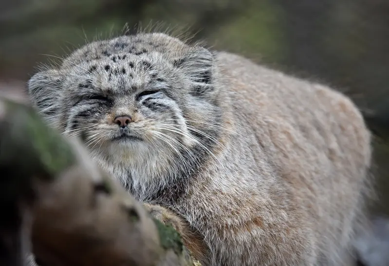 ブルノ動物園のナミカの写真