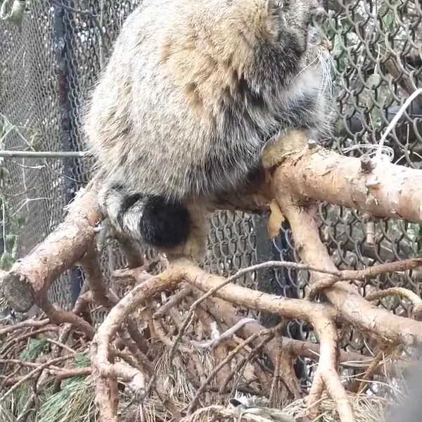 ノヴォシビルスク動物園のマヌルネコの写真