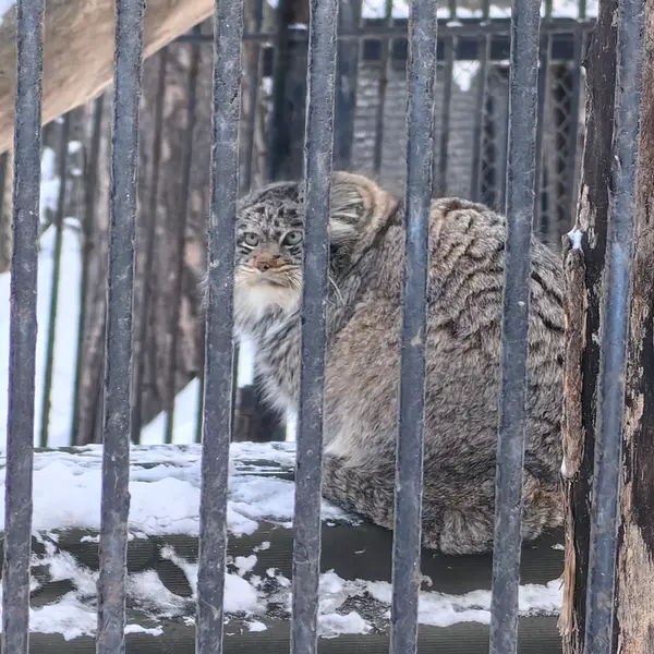 ノヴォシビルスク動物園のマリクの写真