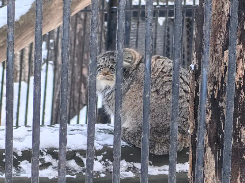 ノヴォシビルスク動物園のマリクの写真