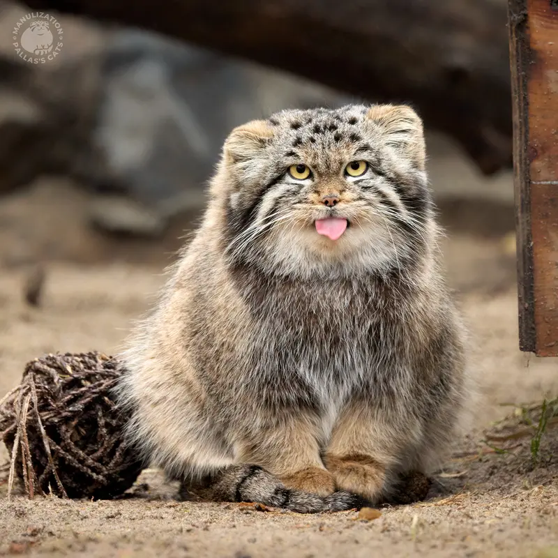 ノヴォシビルスク動物園のカトゥンの写真