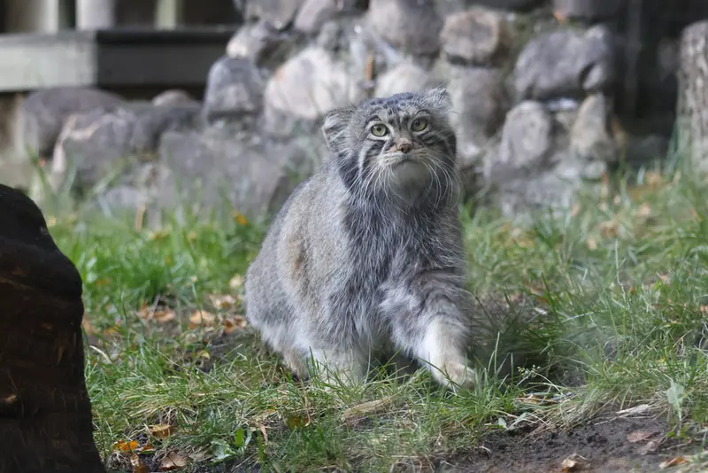 モスクワ動物園のティモフェイの写真