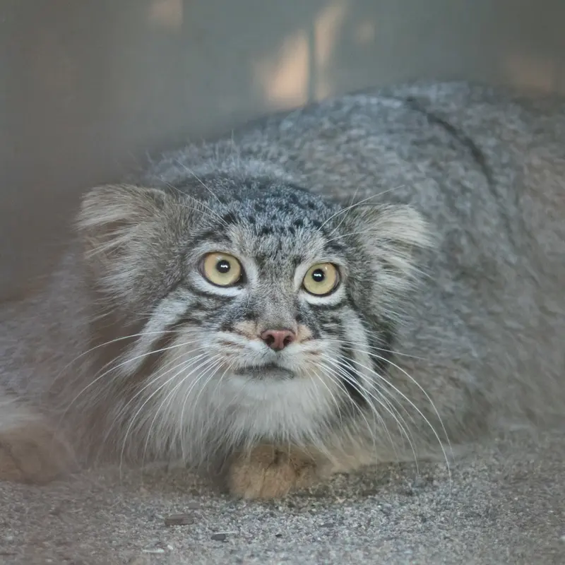 野毛山動物園のフィーガの写真