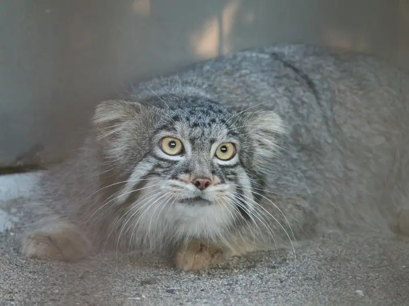 野毛山動物園のフィーガの写真