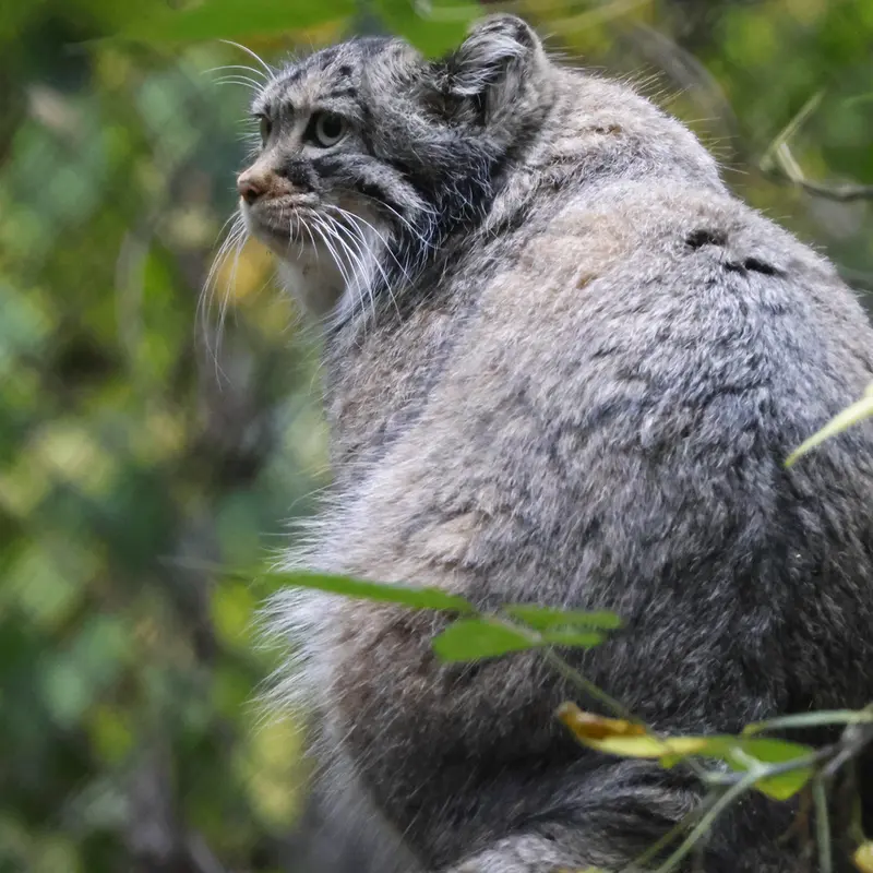 ノヴォシビルスク動物園のゾーシャの写真