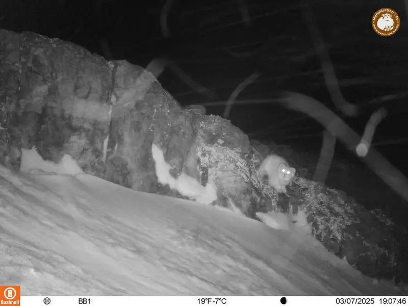 アクタス＝クンコラ［新］カメラトラップで撮影したOtocolobus manul manulの写真