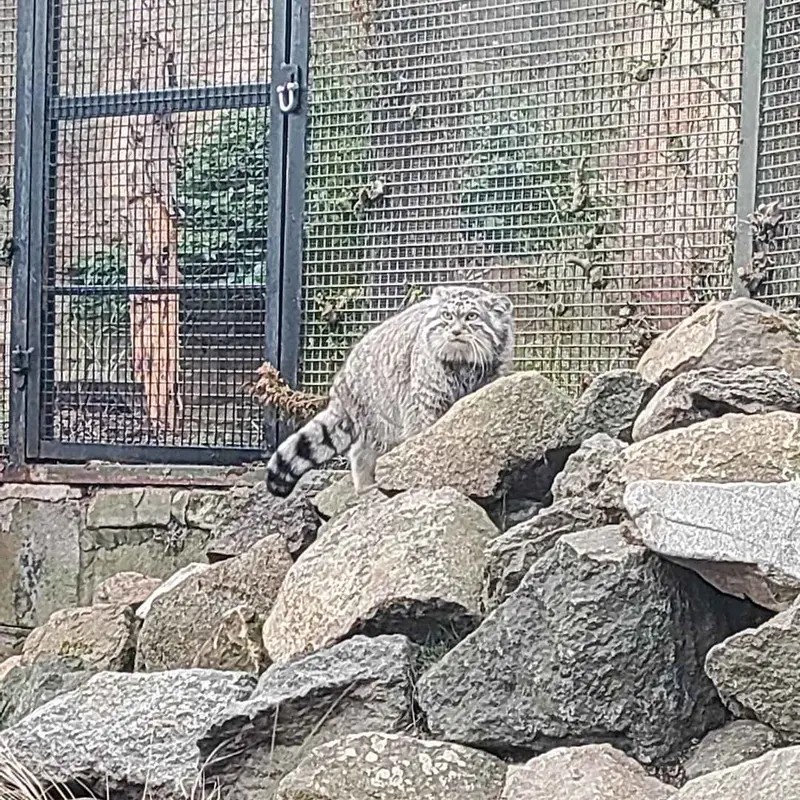 エディンバラ動物園のアキコの写真