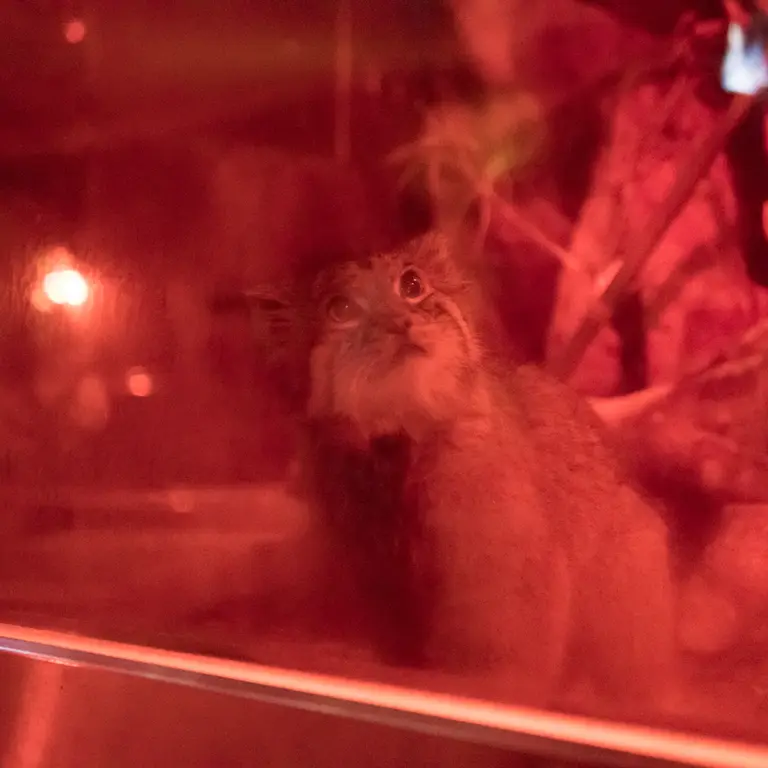 恩賜上野動物園のナイマの写真