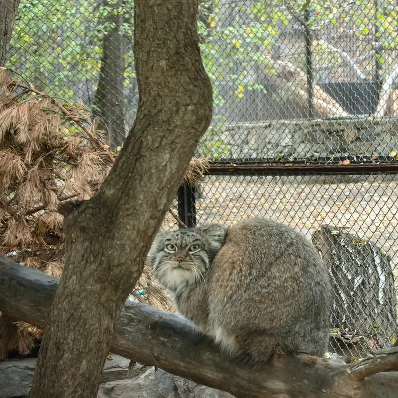ノヴォシビルスク動物園のスネジンカの写真