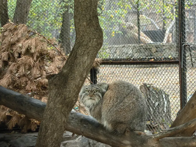 ノヴォシビルスク動物園のスネジンカの写真