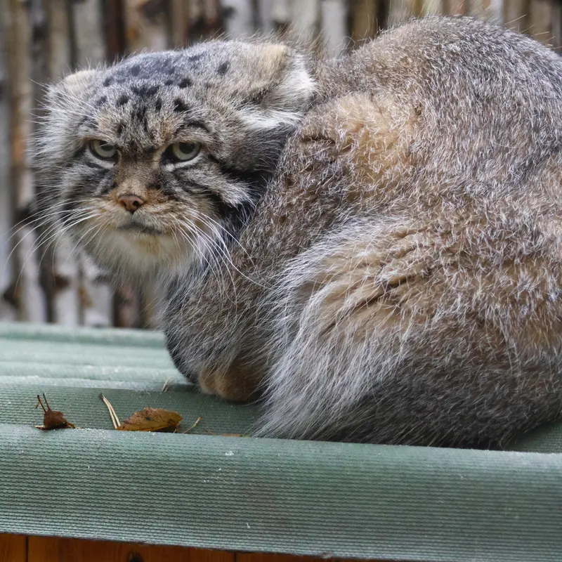 ノヴォシビルスク動物園のジョージの写真