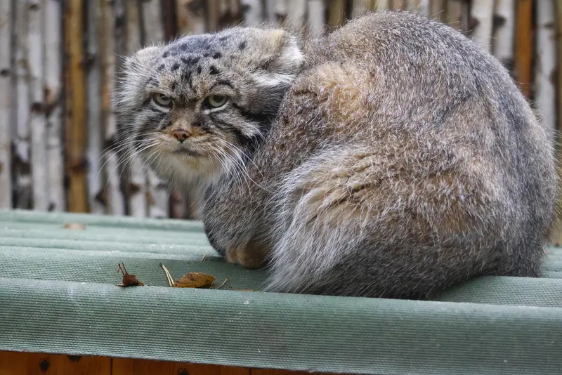 ノヴォシビルスク動物園のジョージの写真