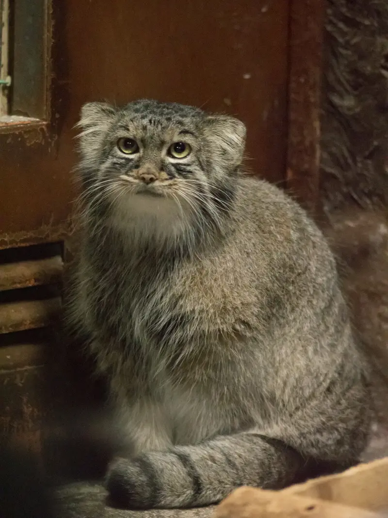 恩賜上野動物園のサフランの写真