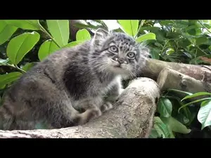 ビッグ・キャット・サンクチュアリのシヴァ、トゥーラとアドゥヴァの動画