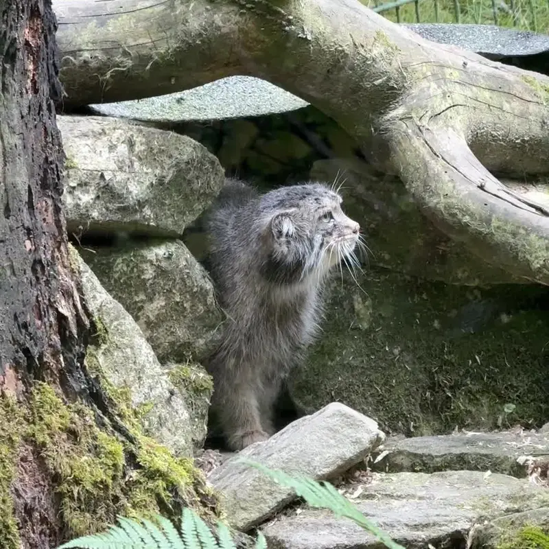 オペル動物園のマヌルネコの写真