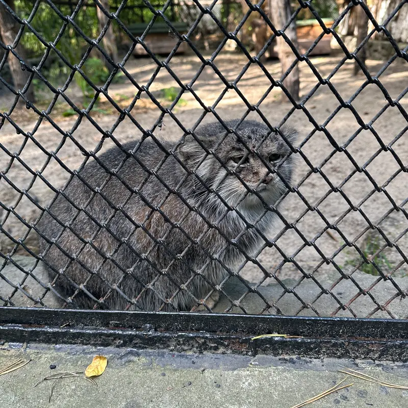 ノヴォシビルスク動物園のミアの写真