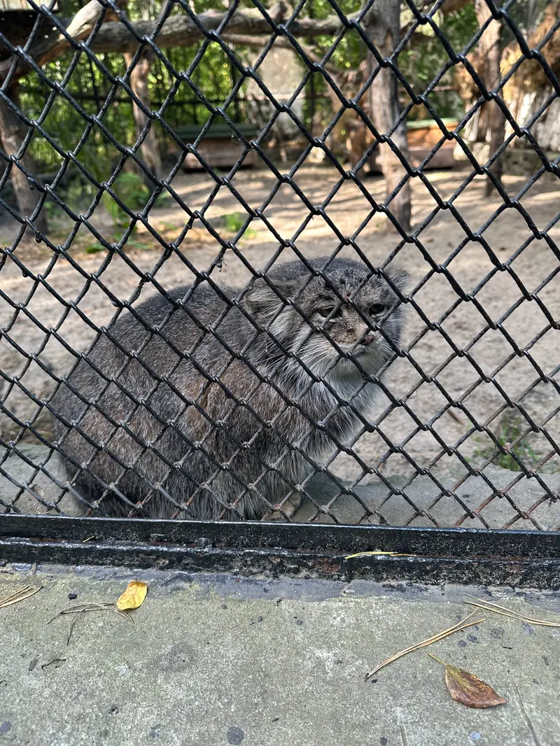 ノヴォシビルスク動物園のミアの写真